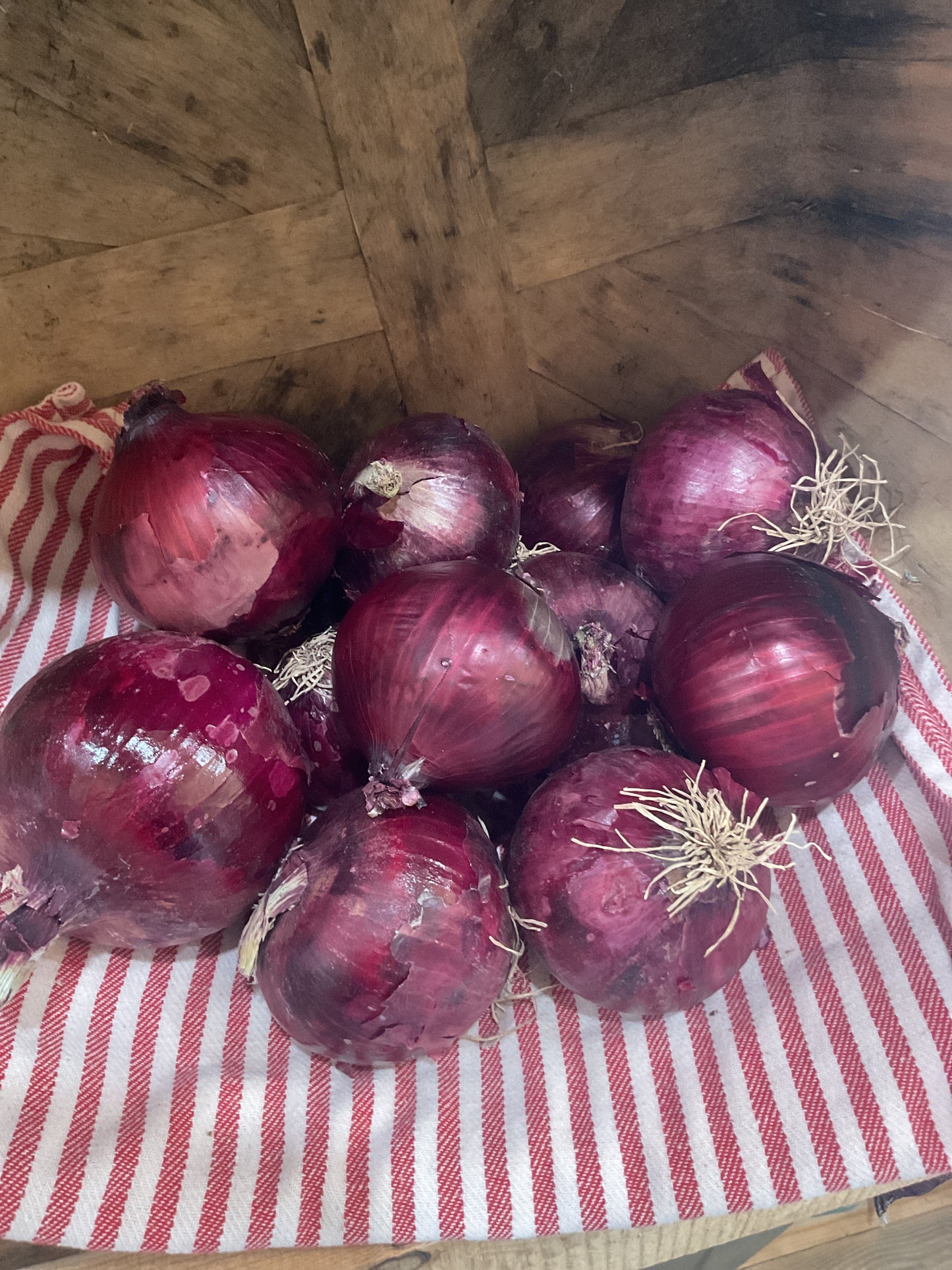 Onion