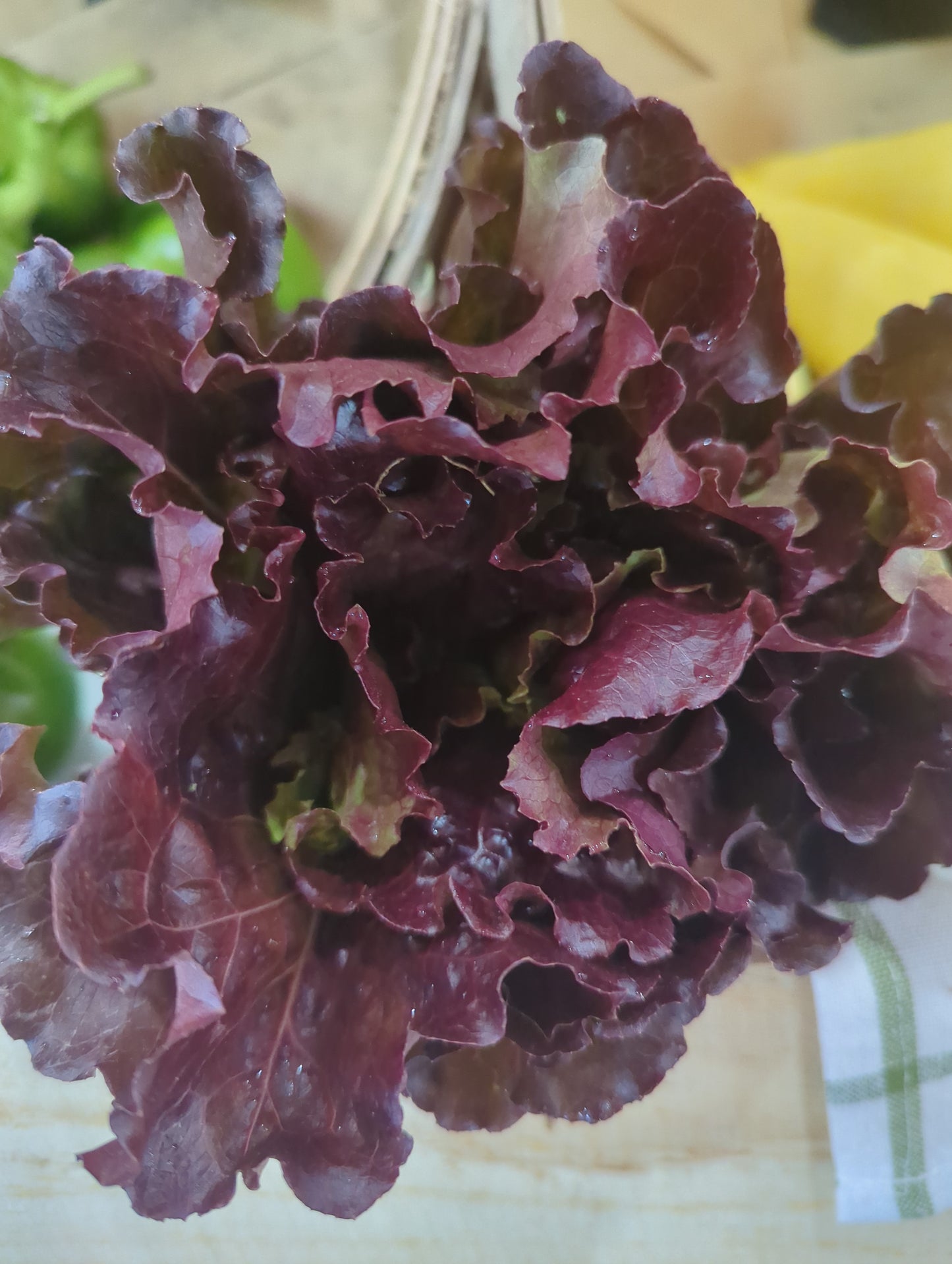 Local Lettuce Head