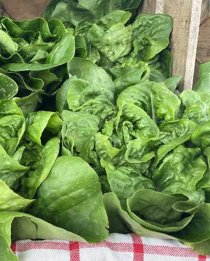 Local Lettuce Head
