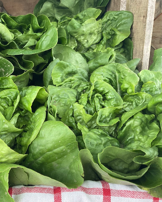 Local Lettuce Head