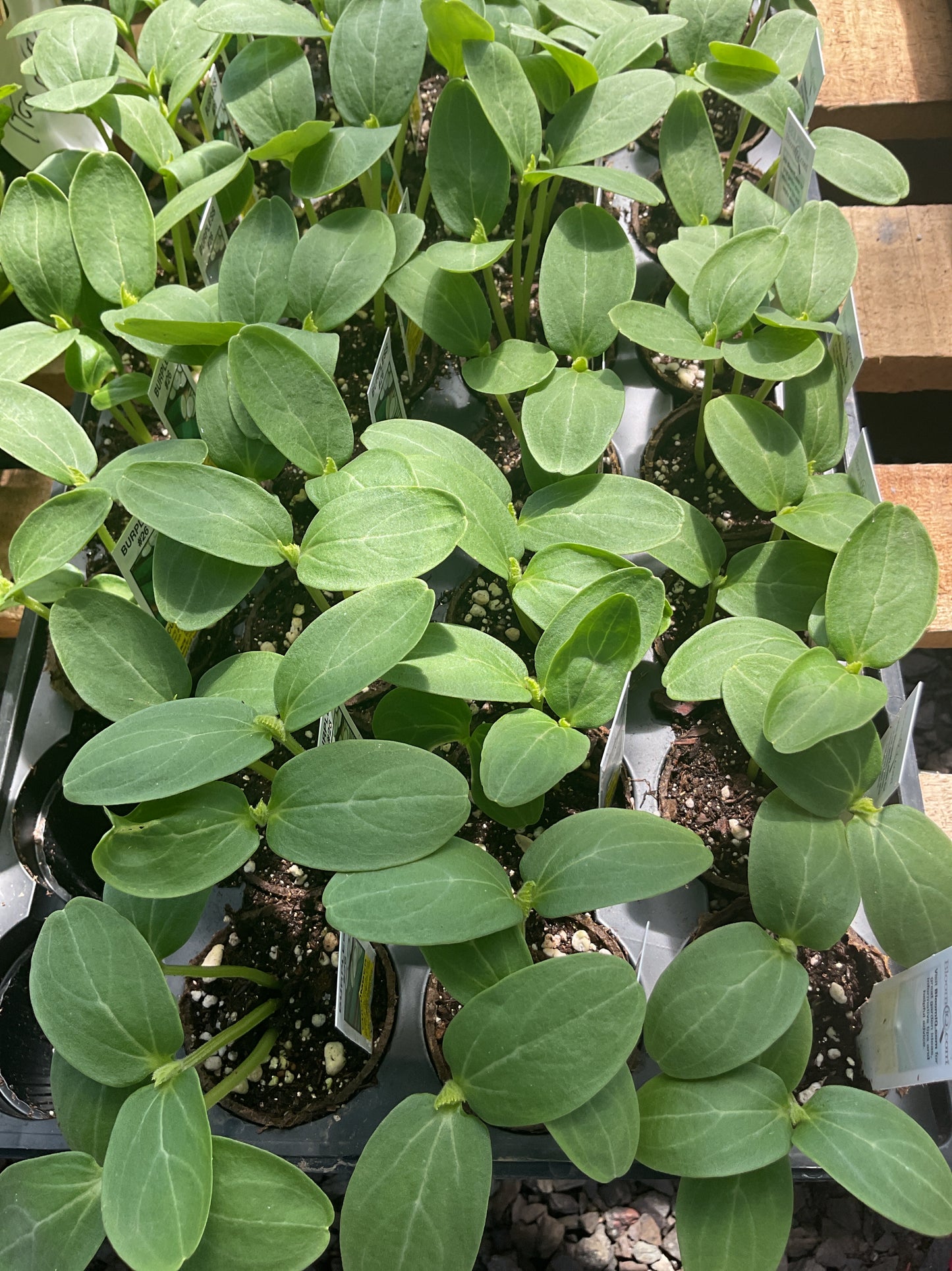 Plants