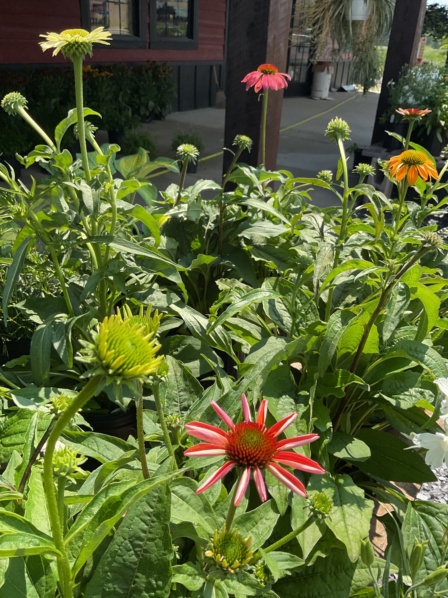 Perennials