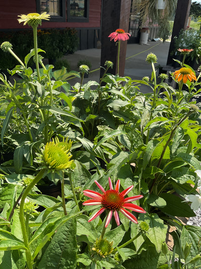 Perennials