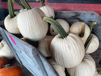 Pumpkins