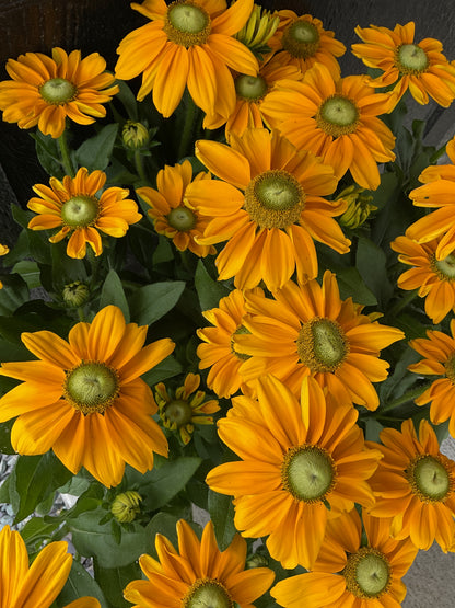 Perennials