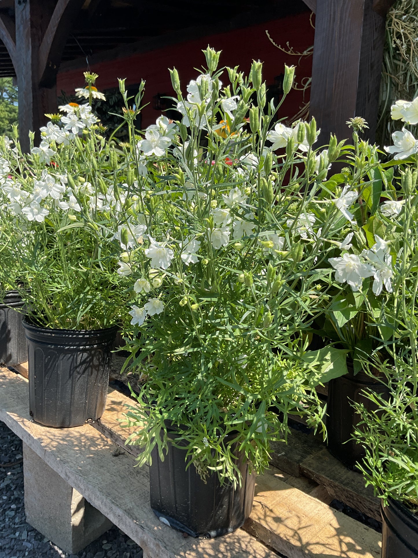 Perennials