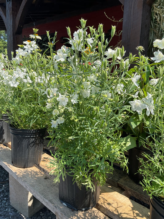 Perennials