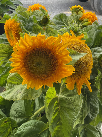 Perennials