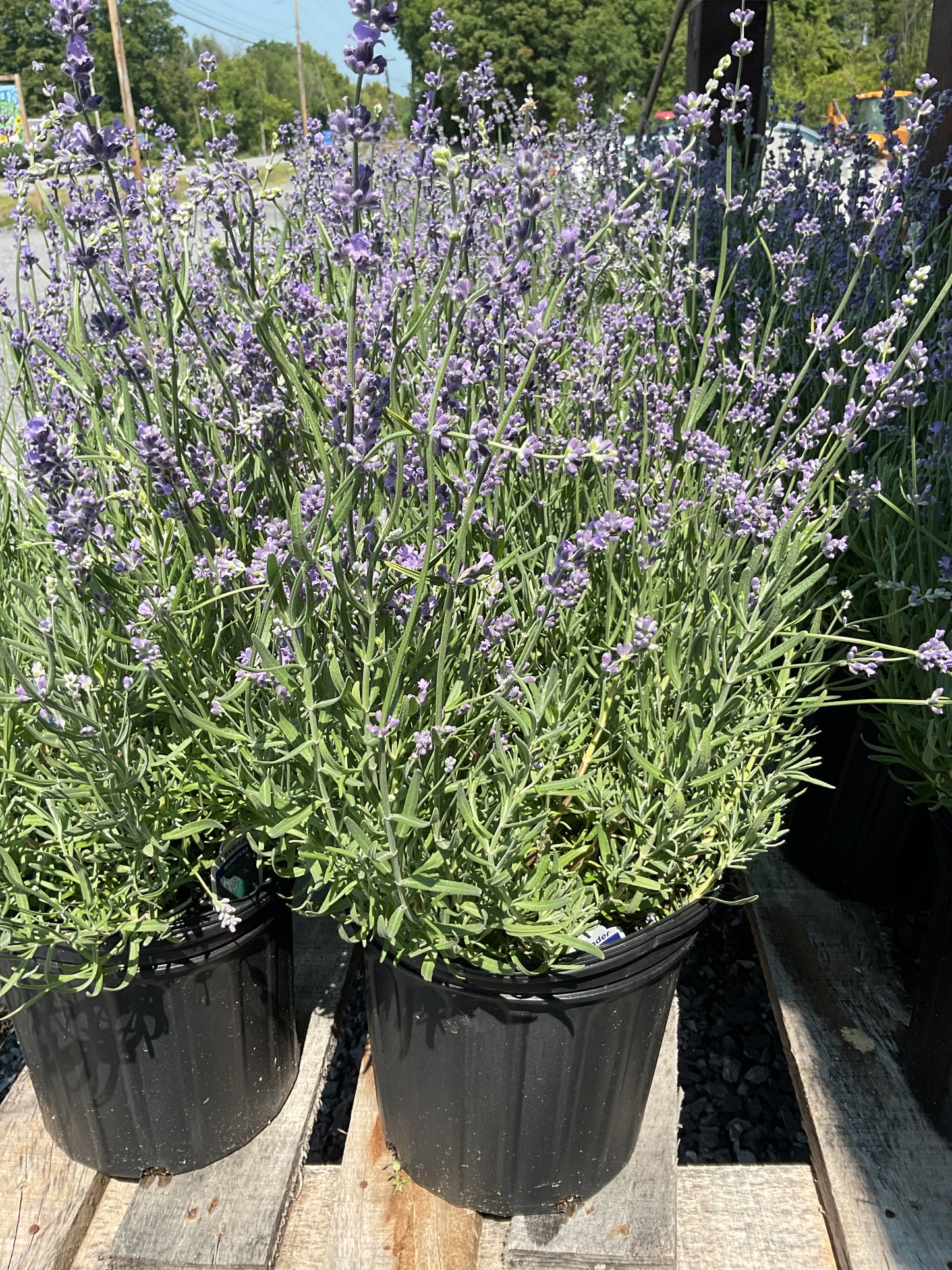 Perennials