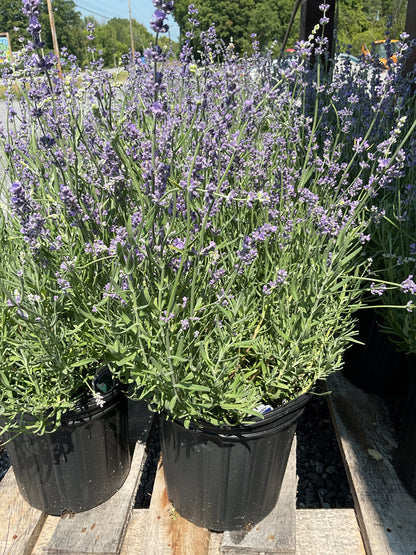 Perennials