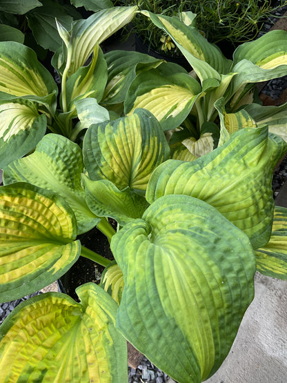 Perennials