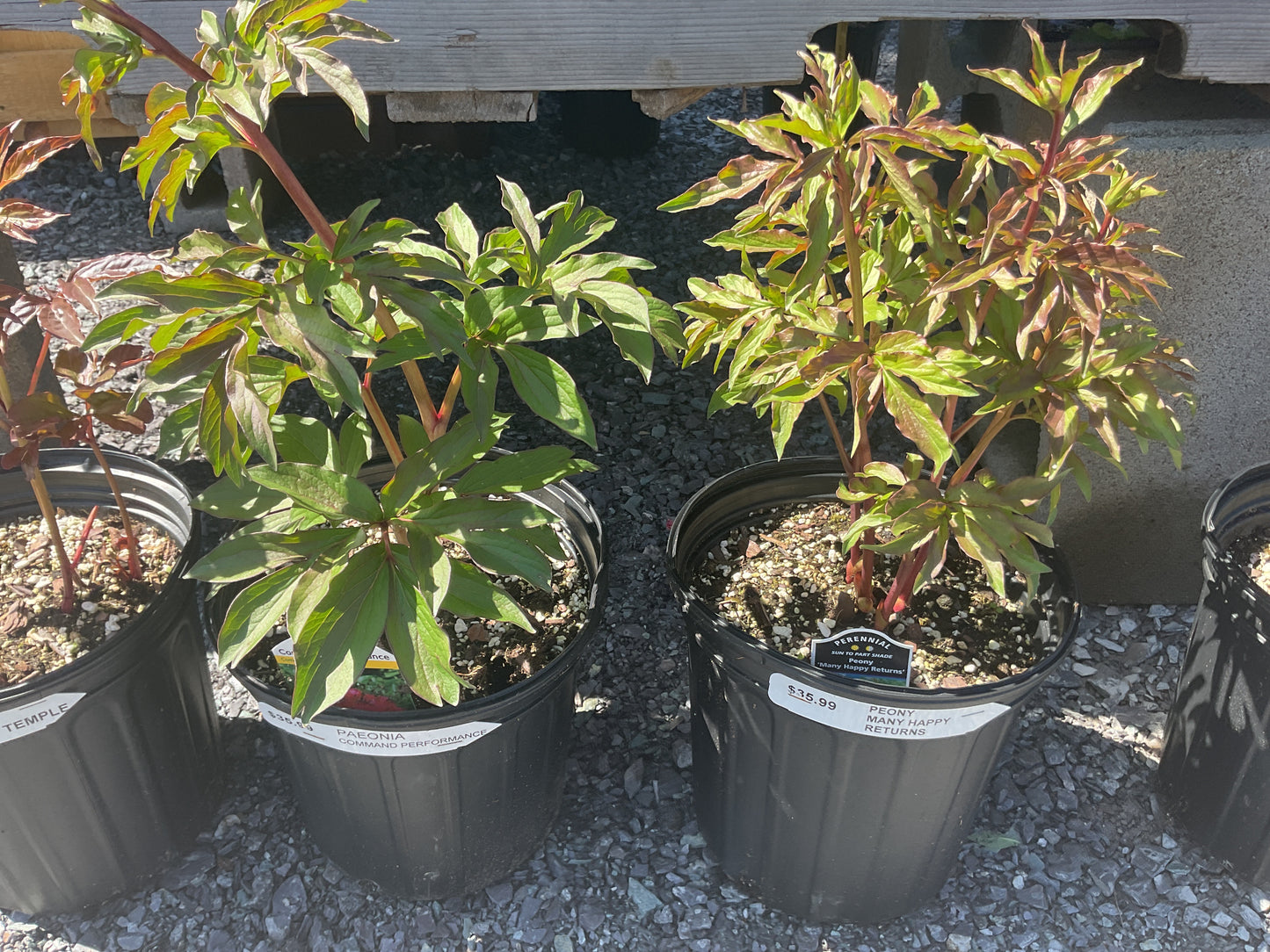 Plants
