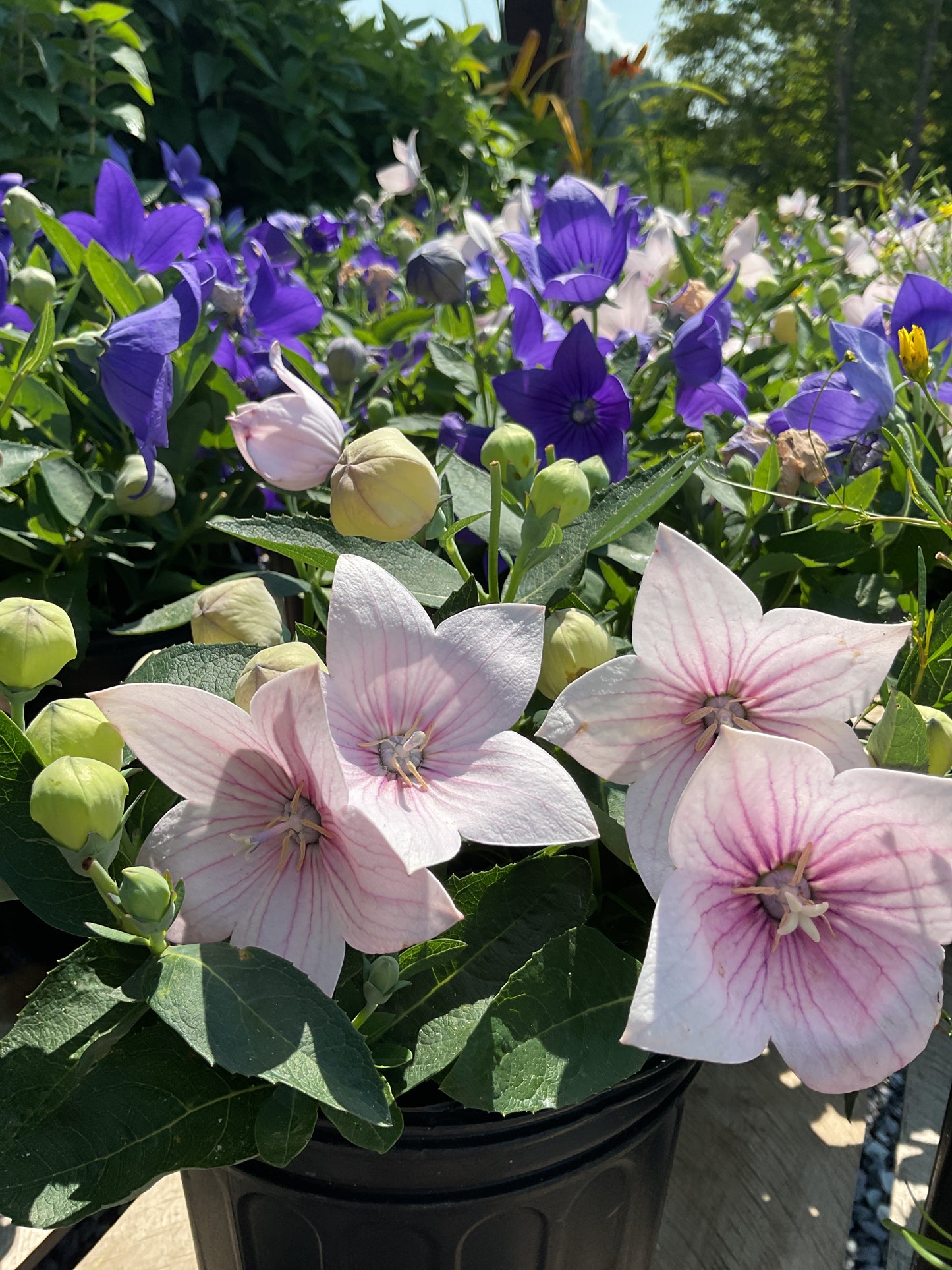 Perennials