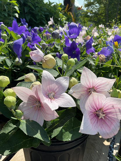 Perennials