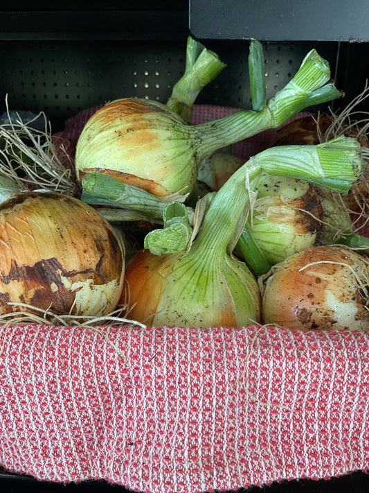 Fresh Onions