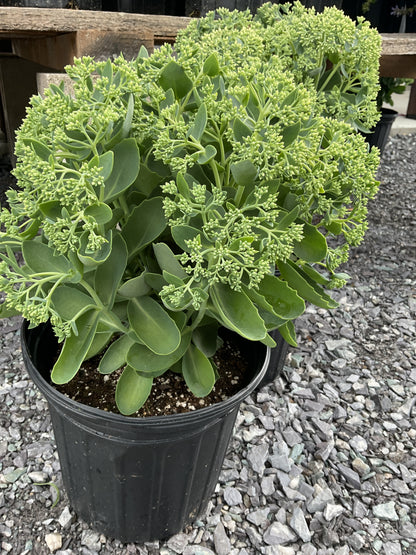 Perennials