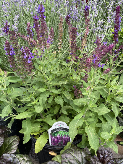 Perennials