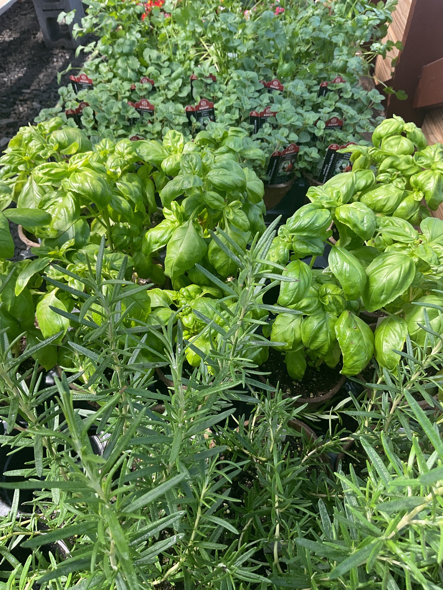 Plants