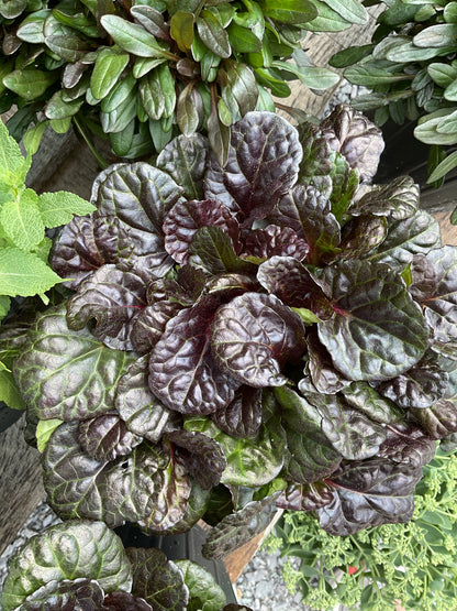 Perennials