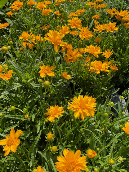 Perennials