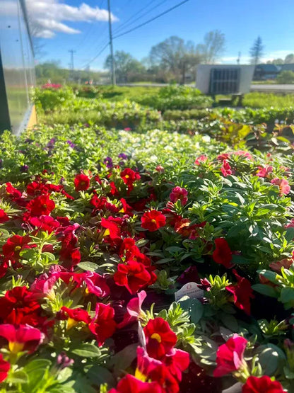 Plants