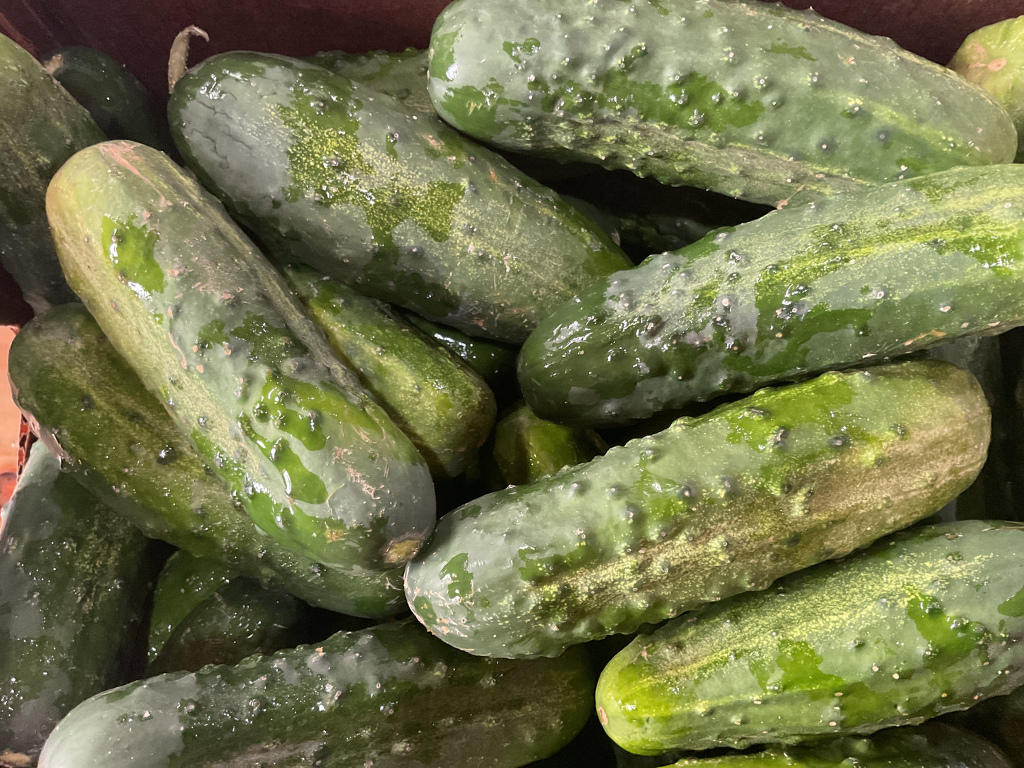 Pickling Cucumbers