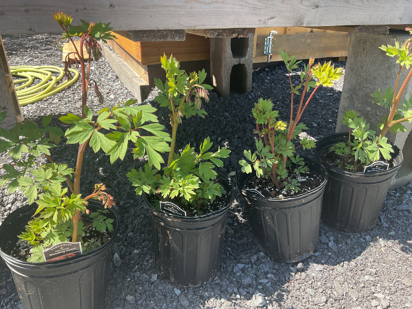 Plants