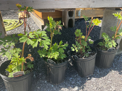Plants