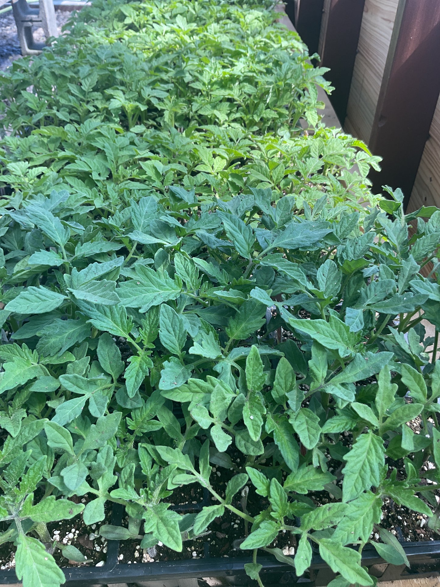 Plants
