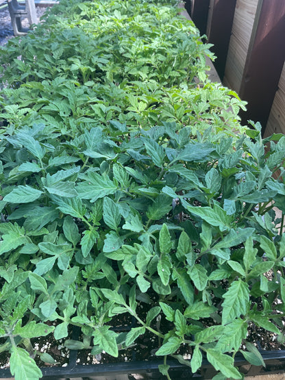 Plants