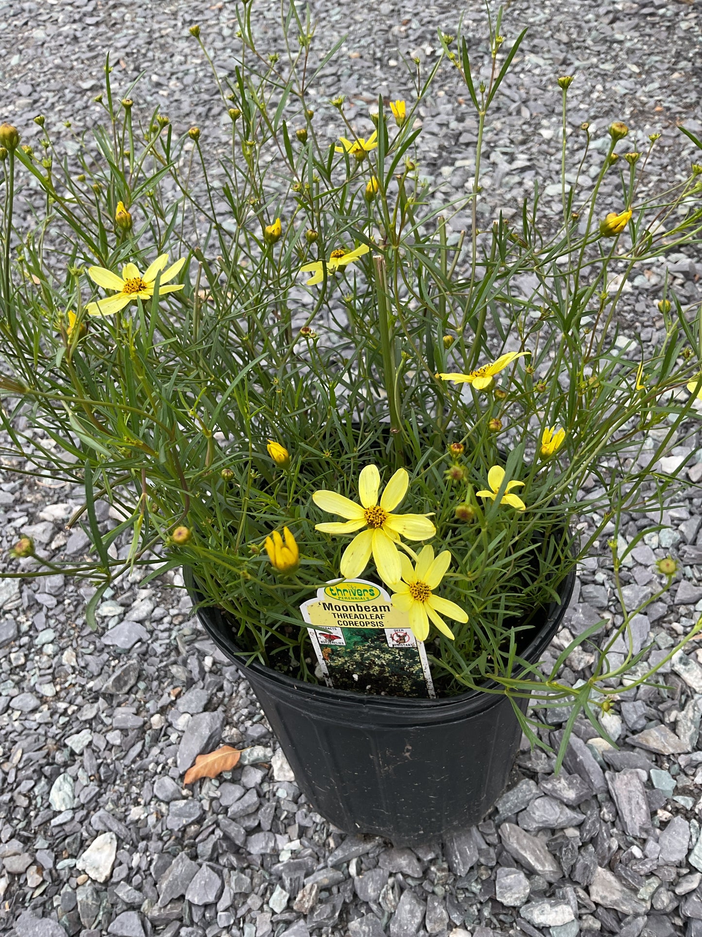 Perennials