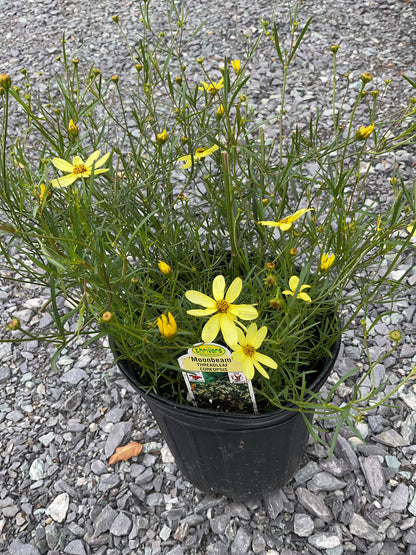 Perennials