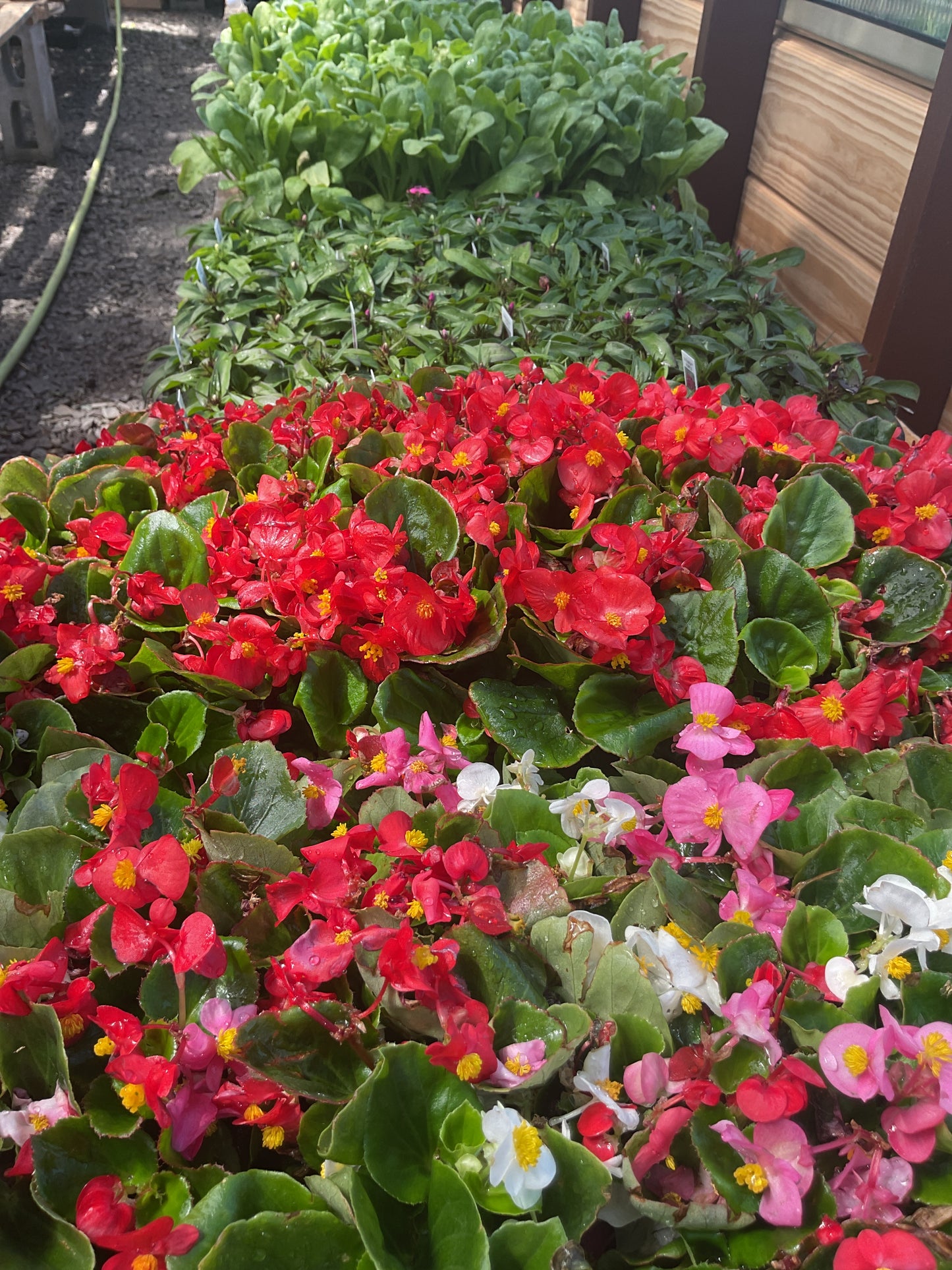 Plants