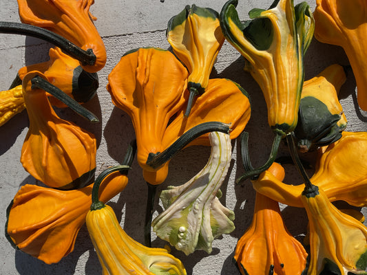 Gourds