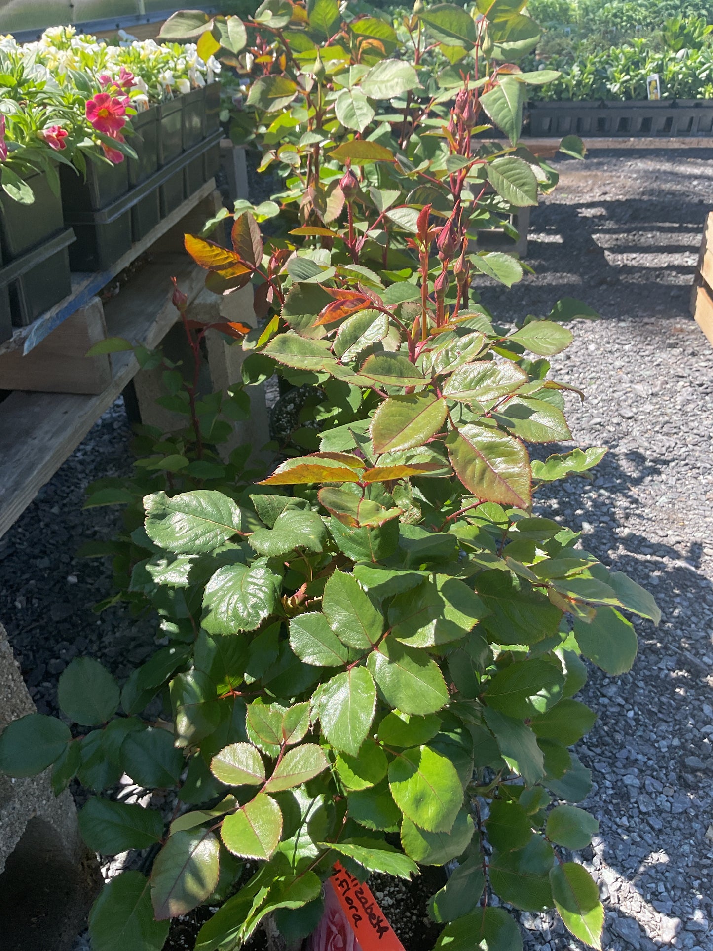 Plants