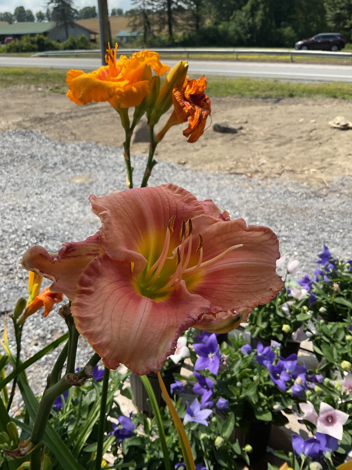 Perennials