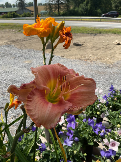 Perennials
