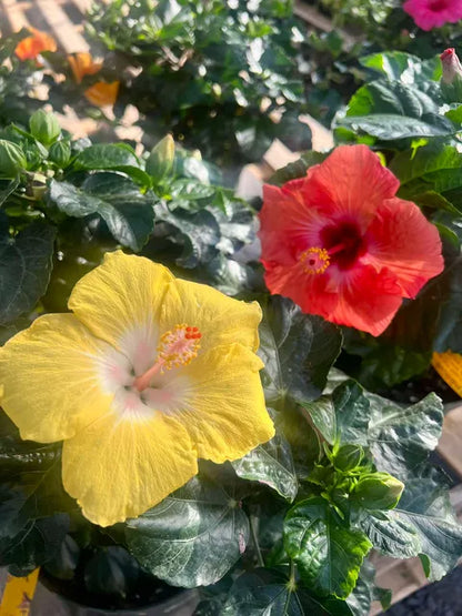 Plants