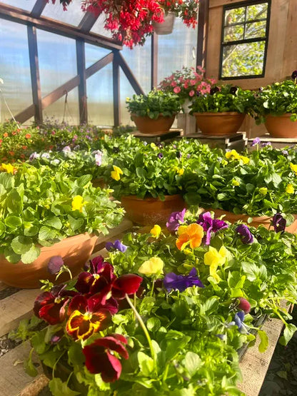 Plants