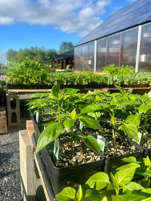 Annual Plants