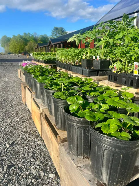Plants