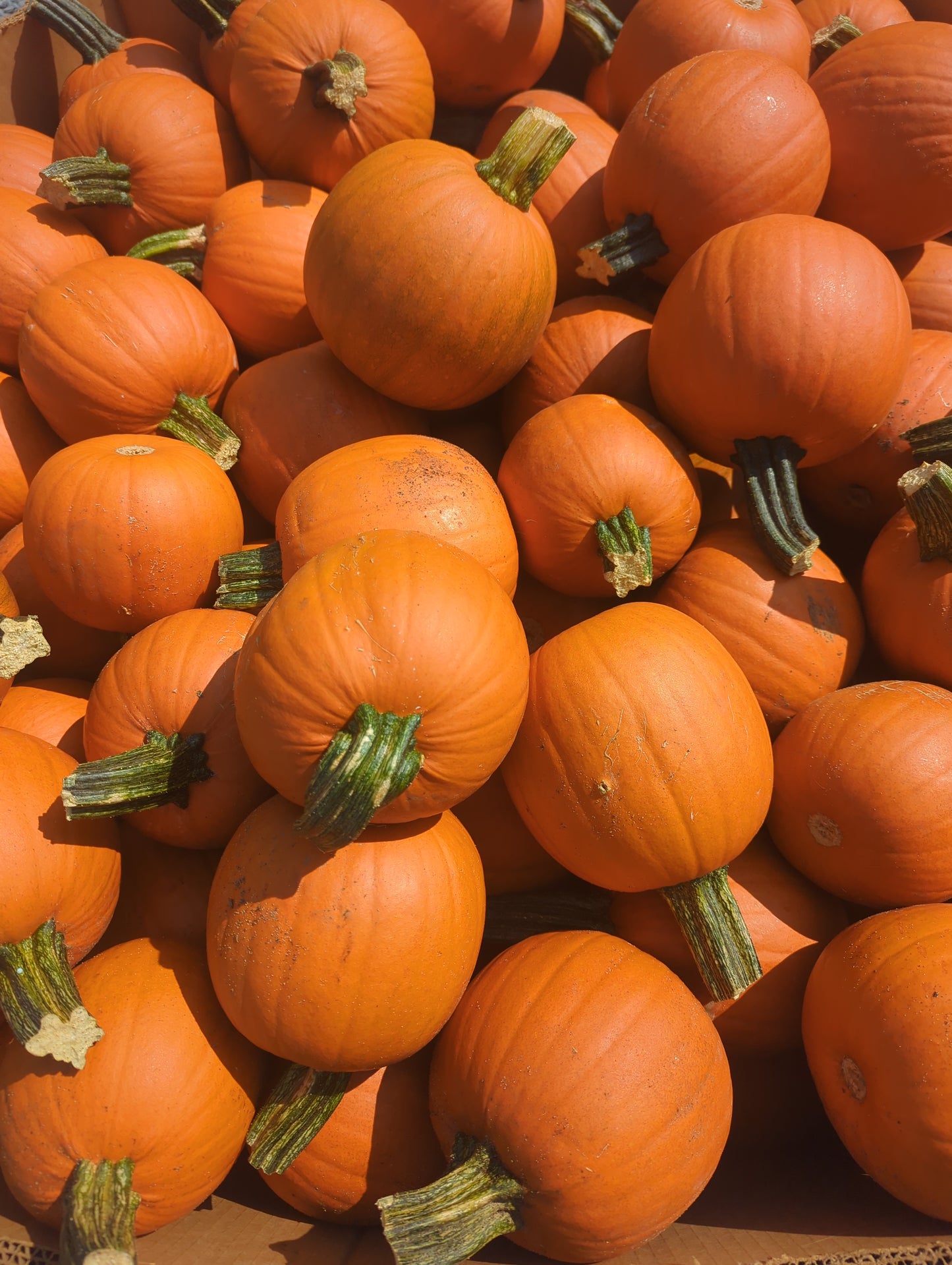 Pumpkins